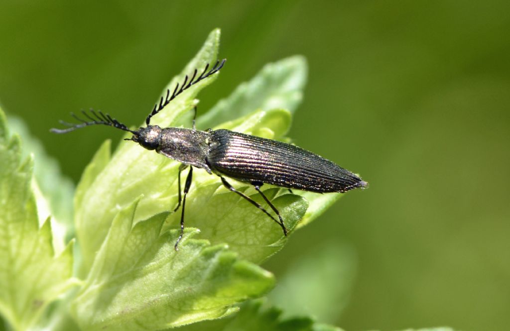 Ctenicera pectinicornis (cf.)